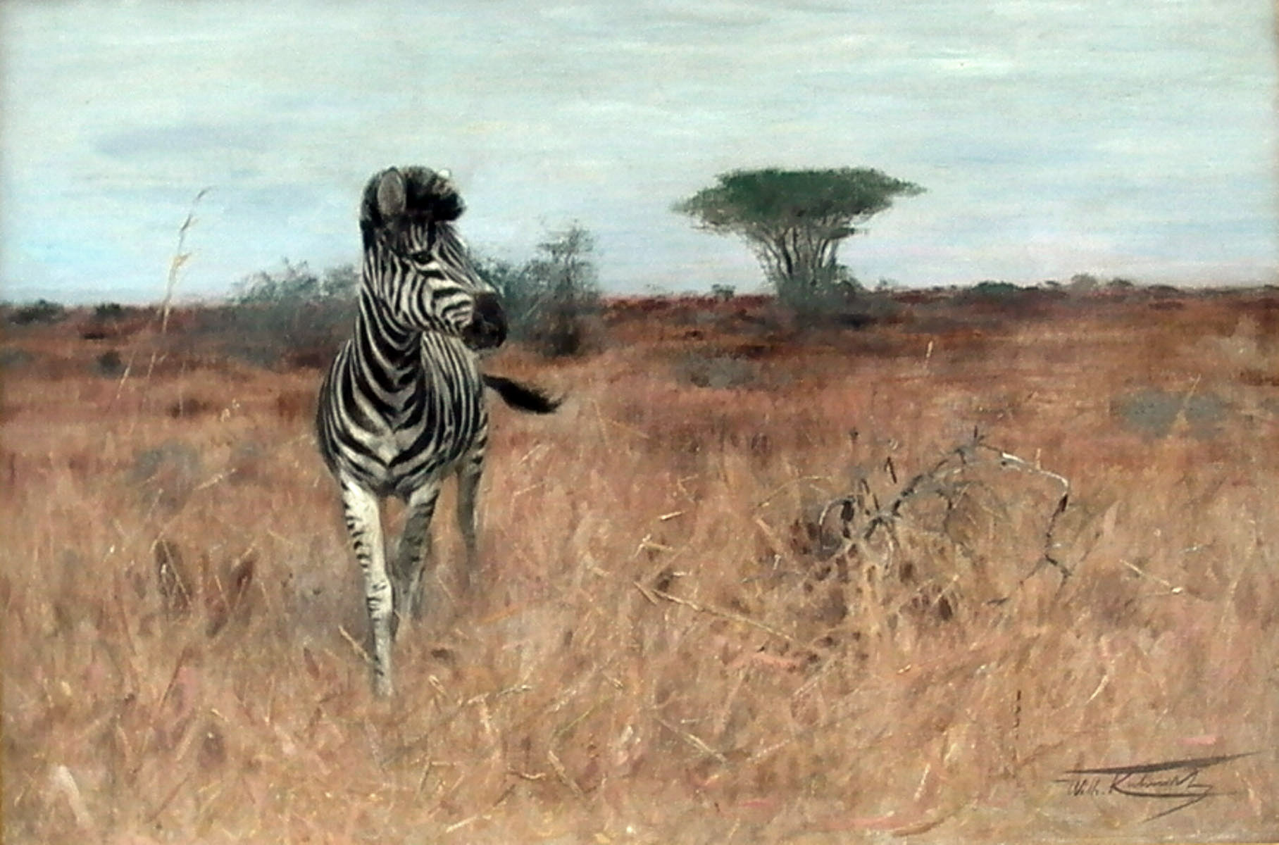 Verhoffenes Zebra