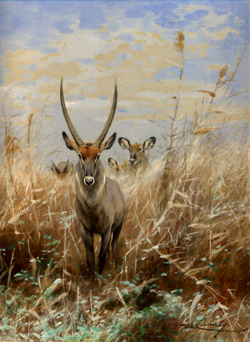 Wasserbock, der Anf�hrer einer Herde 