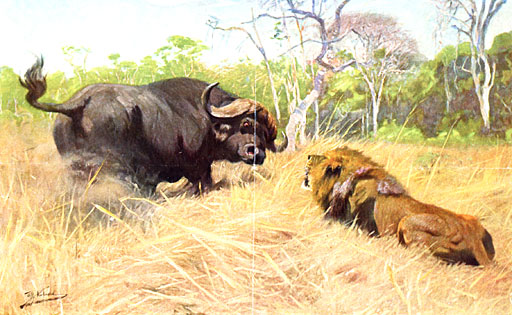 B�ffel und L�we. Wer ist der St�rkere? 
