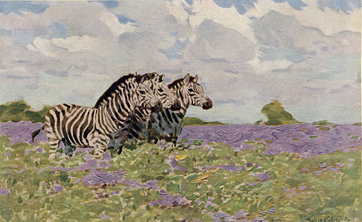 Zebras in blumiger Steppe