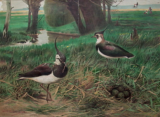 Kiebitze und ihr Nest