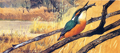 Kingfischer mit Beute, Eisvogel auf einem Ast sitzend verschlingt einen erbeuteten Fisch 