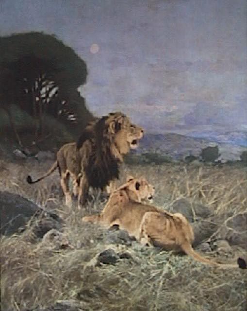 L�we und L�win in der Steppe