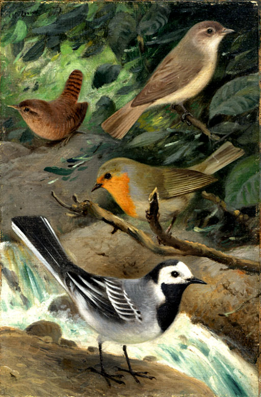 Zaunknig, Gartengrasmcke, Rotkehlchen und Bachstelze